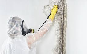 Asbestos and Lead Testing During Mold Inspection in Newport, DE